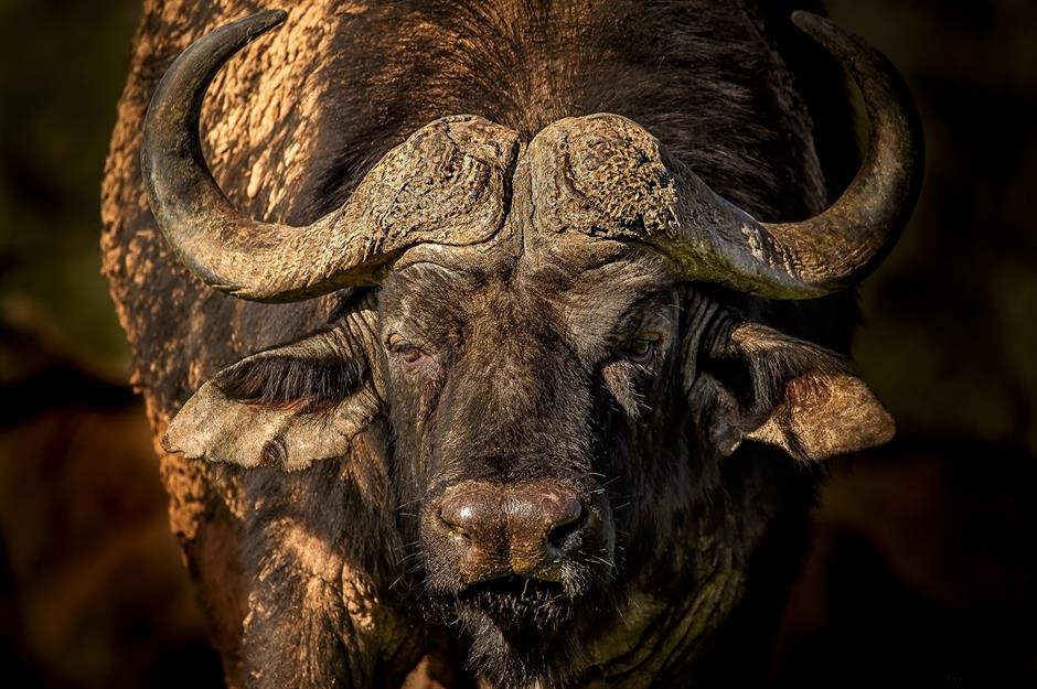Horizon the African buffalo, $11 million (£7.9m)